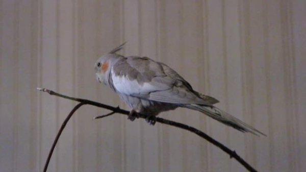 Карелла поет