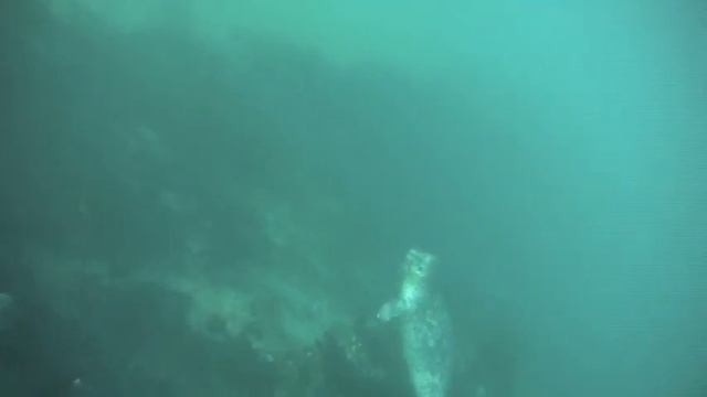Diving Sonoma Coast смотреть онлайн
