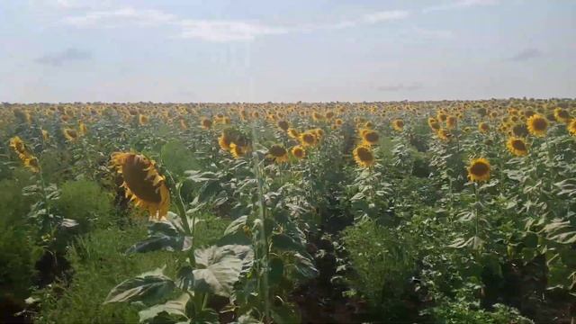 Дощю не має. Альдазор. смотреть онлайн
