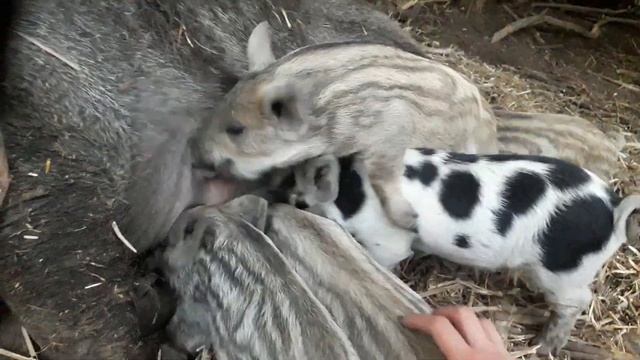 кольорові свині смотреть онлайн
