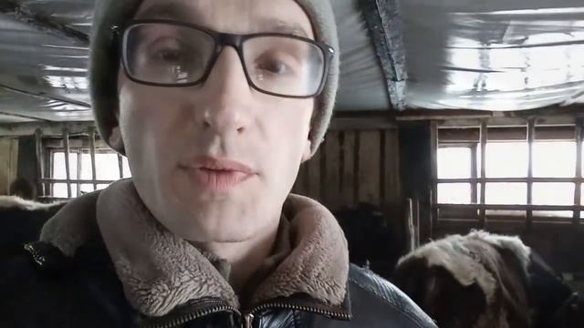 Откорм бычков: экстенсивно или интенсивно? Как выгоднее? смотреть онлайн