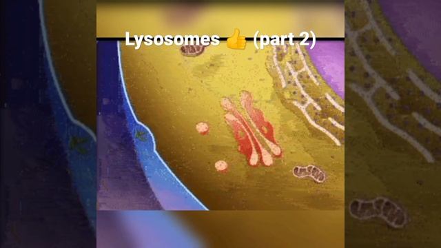 Lysosomes 👍 l ( Part 2) @botanysolution4054 смотреть онлайн