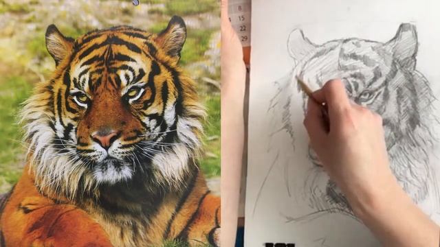 Как нарисовать тигра карандашем _ поэтапное рисование тигра смотреть онлайн