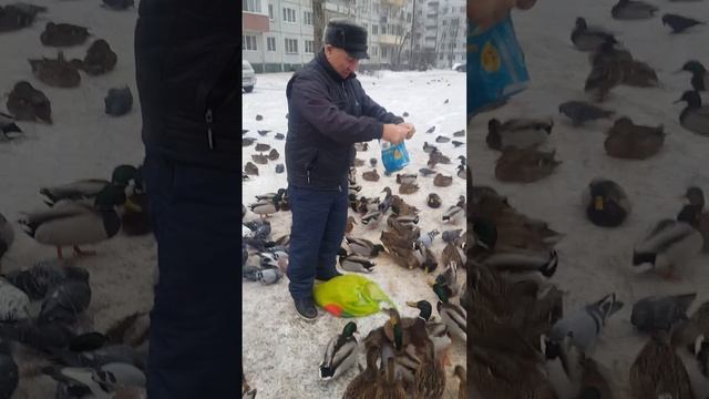 20211224 115424Дикие утки смотреть онлайн