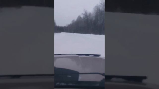 Погоня за зайцем. Омская обл. #shorts смотреть онлайн