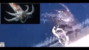 10 Морских Монстров, Которые Напали На Лодки