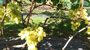 Кишмиш "Арарат"