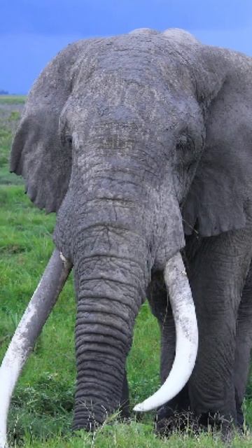 Elephant vs Rhino #elephant #rhino #matchup #homp #viral #like #comment #whowins #youtubeshorts смотреть онлайн