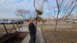 ТУРТКУЛЬ БАЛИК НАРХЛАРИ 20.01.2025