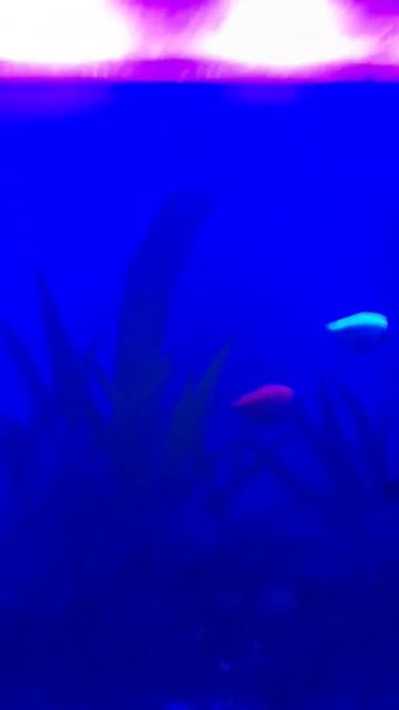 Умный свет. Ультрафиолетовый спектр в деле. смотреть онлайн