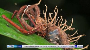 Ежовик, кордицепс и рейши: кузбассовцев предупредили об опасностях покупки грибов на маркетплейсах