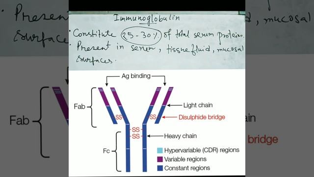 Antibody against antigen, Immunoglobulin structure, https://youtu.be/YVSBRamz4mw full video смотреть онлайн