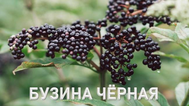 БУЗИНА ЧЁРНАЯ. Комплекс антиоксидантов и целебные свойства смотреть онлайн