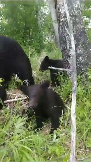 МЕДВЕДЕЙ ИСКАЛИ ТРИ ДНЯ, УЖЕ ВСЕ ДОМА смотреть онлайн