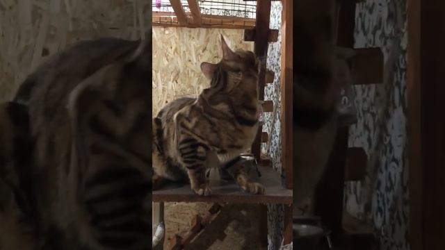 В нашем КотоДоме можно расширить круг знакомств😻😻😻. Лиззи принимает гостей: Лео и Мотю‼️ смотреть онлайн