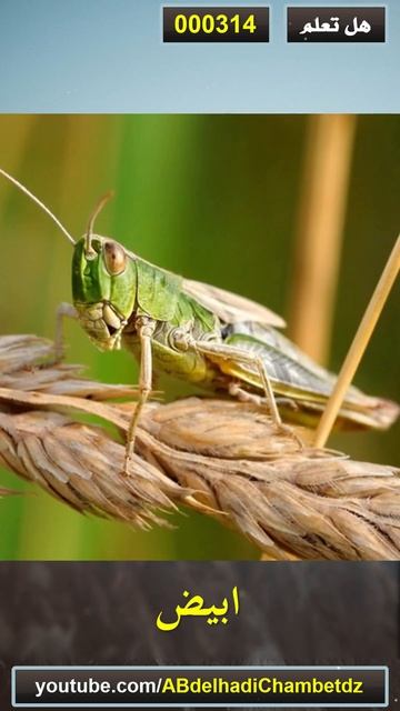 هل تعلم 314 | لون دم الجراد... смотреть онлайн