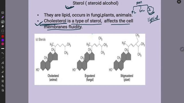 Cell biology | Plasma membrane | Sterol | Cholesterol |Ergosterol |stigmasterol смотреть онлайн