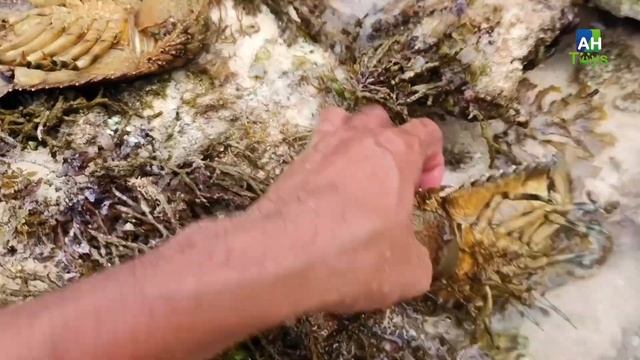 Tangkap Kelomang Dan Ikan Buntal, Siput, Kerang, Keong, Kepiting, Ikan Laut, Ikan Nemo, Lobster
