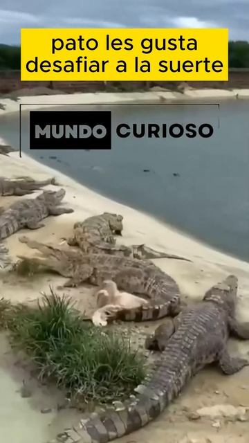 Pato desafía la muerte . DATO CURIOSO смотреть онлайн