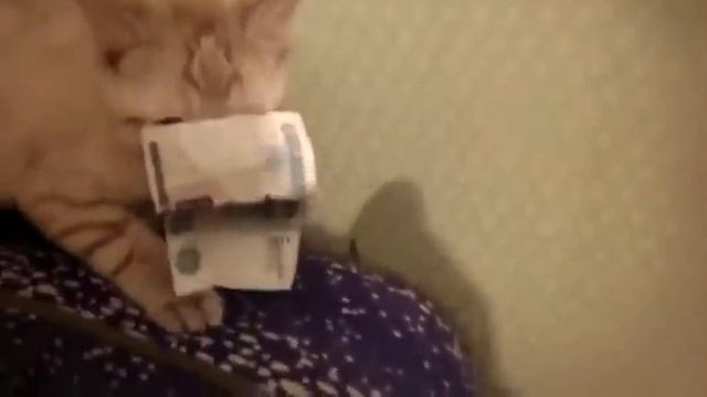Я кот-материалист / I cat-materialist смотреть онлайн
