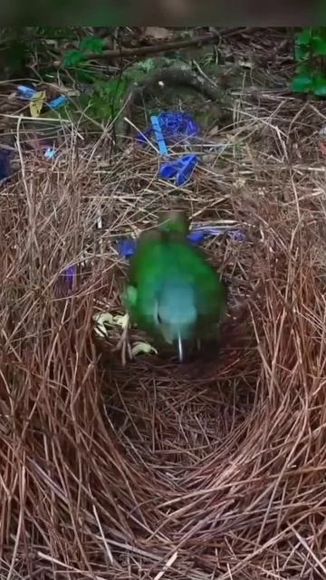 Satin Bowerbird - Canberra Birds смотреть онлайн