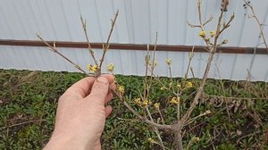 Кизил. Морозостойкость и зимостойкость.