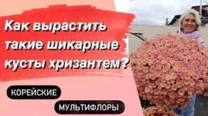 ХРИЗАНТЕМЫ. Наш многолетний опыт выращивания от А до Я