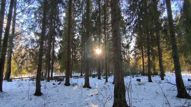 Солнечный день в зимнем лесу. ч.5. Январь 2025 смотреть онлайн