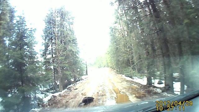 Бобер на дороге