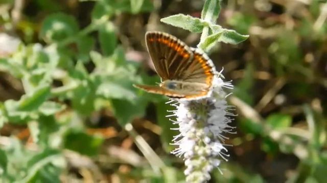 aricia agestis - butterflies of Greece смотреть онлайн