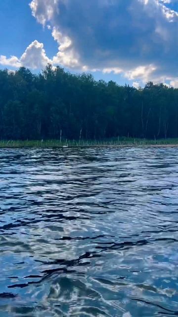 Плывет ближе не подпускает #2024 #beautiful #озеро #russia #lake #природа #youtubeshorts #лето