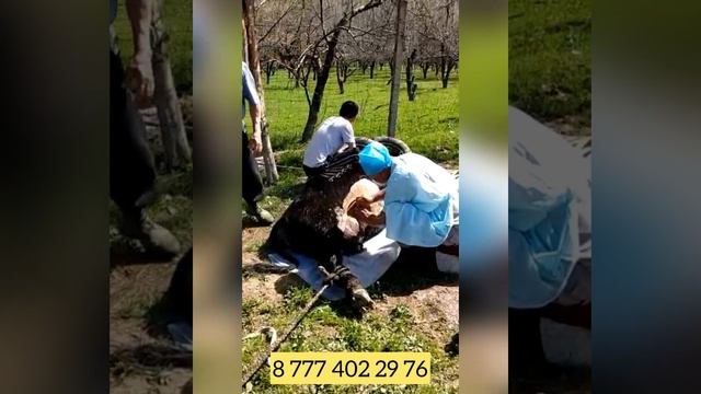 Сиырға ота жасау Кесарево сечение коровы Беркинбек вет-врач 8777 402 29 76 (актив 8702 627 18 44)