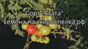 Советский сорт "Агата" Вывели 1987 году Под открытым небом полностью вызревает на кусту Семена у нас