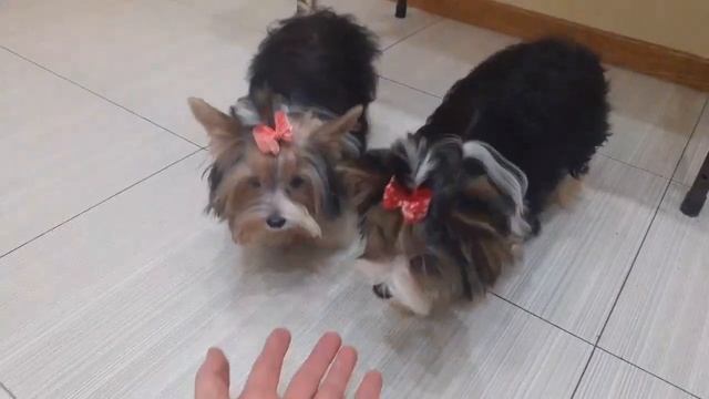 Бивер Йорки девочки из питомника Mon Bijou. Киев 2024. ч2 смотреть онлайн