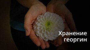 Как легко сохранить   клубни  георгинов