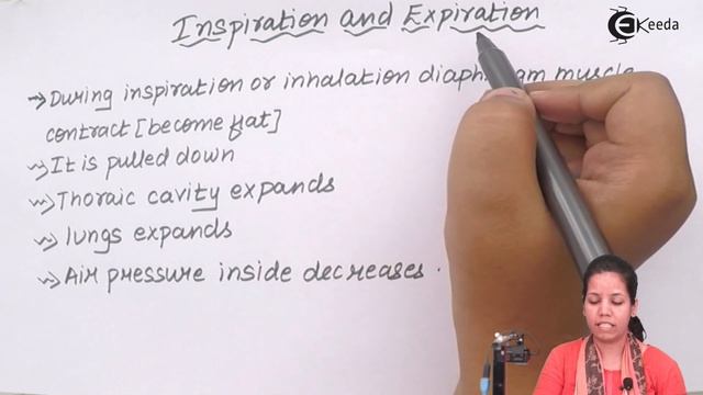 What Is Inspiration & Expiration - Human Respiration - Biology Class 11 смотреть онлайн