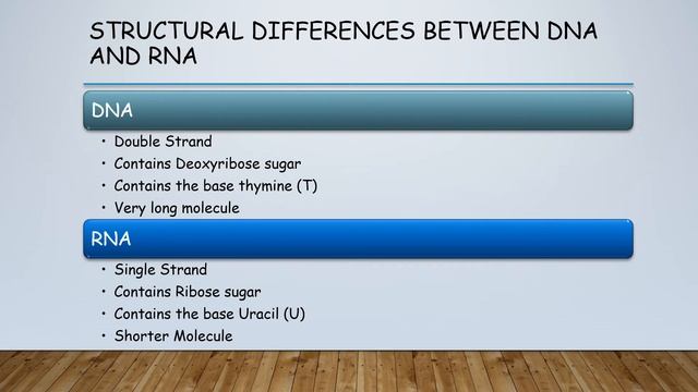 Structure and Function of RNA Higher Biology KA 1.3 смотреть онлайн