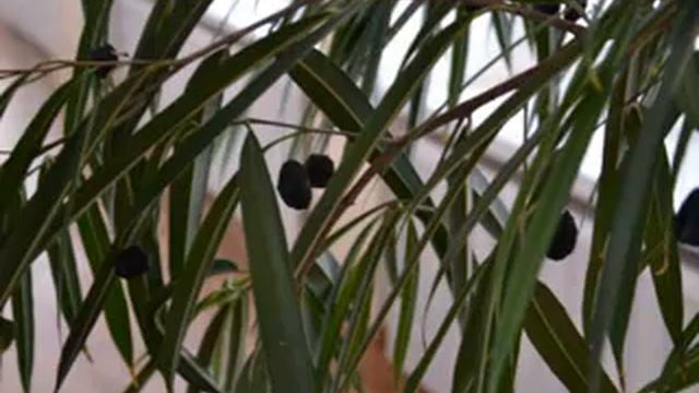 2012 День Итальянской культуры смотреть онлайн