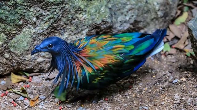 The Extinct Dodo Bird With Incredibly Colorful Iridescent Feathers смотреть онлайн