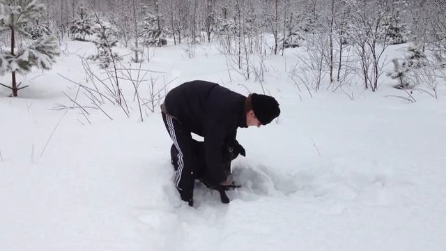 Собака на снегу смотреть онлайн