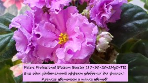 Peters Professional Blossom Booster (10-30-20+2MgO+TE) Удивительный эффект удобрения для фиалок!
