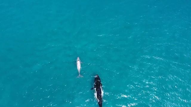 LOCAL DINGO: surfing with whales смотреть онлайн