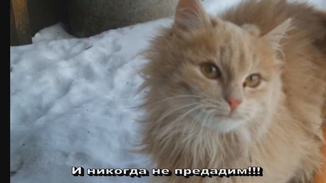 Дайте им шанс выжить...(http://vk.com/club.animals.gomel).wmv смотреть онлайн