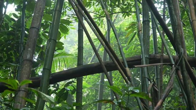 The Real Life Of A 17-Year-Old Single Mother & Harvesting Wild Bamboo Shoots | Ly Tieu Ca