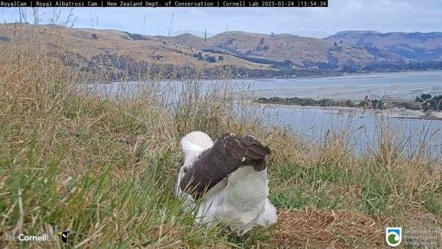 (24.02.2023) Альбатрос. Папа GLY улетел - Albatross. Daddy GLY flew away смотреть онлайн