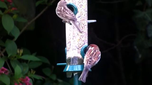 House Sparrows смотреть онлайн