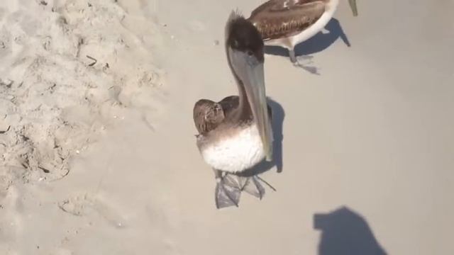 Cuba.Varadero, meet the pelicans! смотреть онлайн