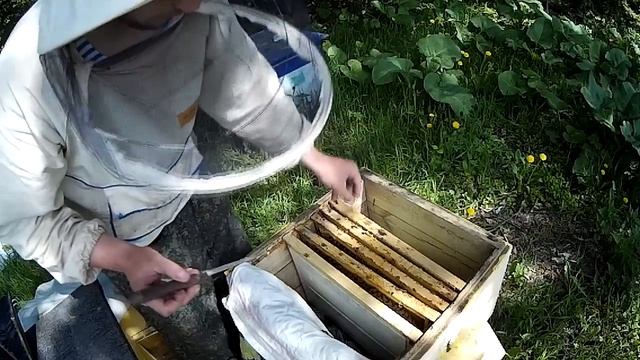 ВЫХОД МАТОК В ОТВОДКАХ \\ ПЧЕЛОВОДСТВО С НУЛЯ смотреть онлайн