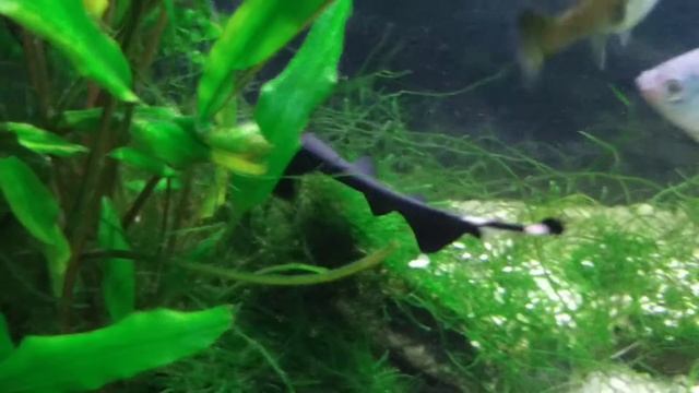 Tropical Fish Tank. Black Ghost Knifefish (Apteronotus albifrons)/чёрный нож Калашникофф смотреть онлайн