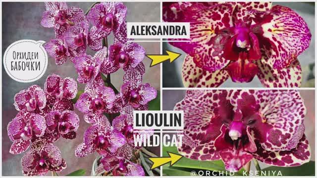 Орхидеи-бабочки: Aleksandra 8 (Голландия) и Lioulin Wild Cat (Азия) в домашнем цветении | Обзор 🌸 смотреть онлайн